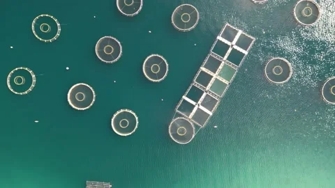 Top Down Aerial View of Two Dozen Farm Fishing Pods in Clean Water Stock Footage 238420716