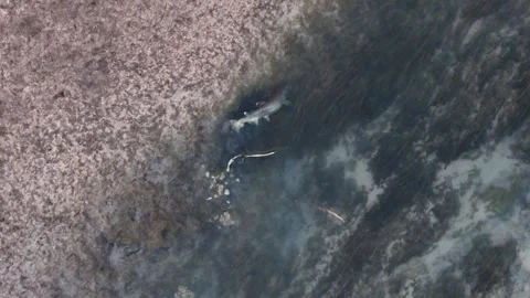 Top-down aerial view of two Chinook salmon spawning in shallow water Stock Footage 311874053