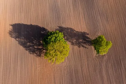 Top down aerial view on a two trees in the middle of a cultivated field, fiel Stock Photos