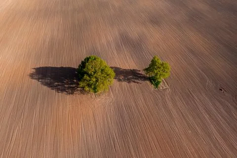 Top down aerial view on a two trees in the middle of a cultivated field, fiel Stock Photos