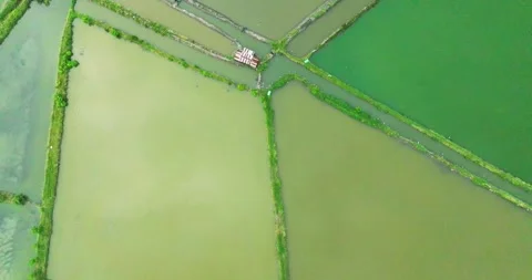 Top-Down Aerial View of Vast Fish Pond Stock Footage 307510372