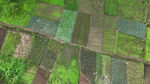 Top Down Aerial View of Vegetable Gardens and Agricultural Fields Stock Footage 343580830