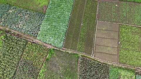 Top Down Aerial View of Vegetable Gardens and Patchwork Farmland Stock Footage 343581011