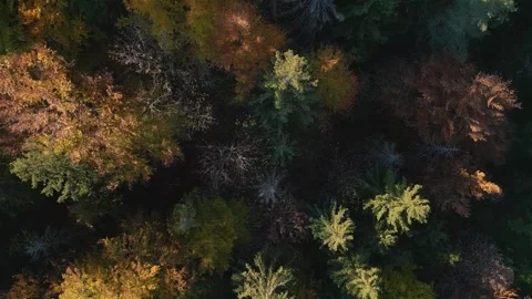 Top-Down Aerial View of Vibrant Autumn Forest Stock Footage 315365321
