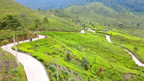 Top Down Aerial View of Vibrant Green Tea Plantation Rows Stock Footage 319597729