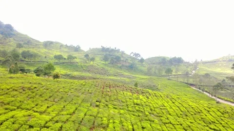 Top Down Aerial View of Vibrant Green Tea Plantation Rows Stock Footage 319597737