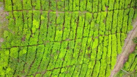 Top Down Aerial View of Vibrant Green Tea Plantation Rows Stock Footage 319598497