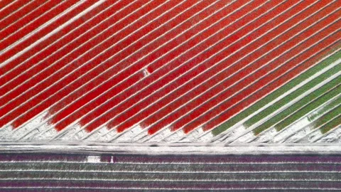 Top down aerial view of vibrant red tulip fields in Holland during spring tim Video stock 329660025