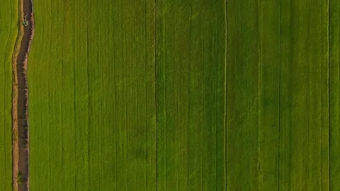 Top down aerial view of vibrant green rice fields in light breeze Stock Footage 342926787