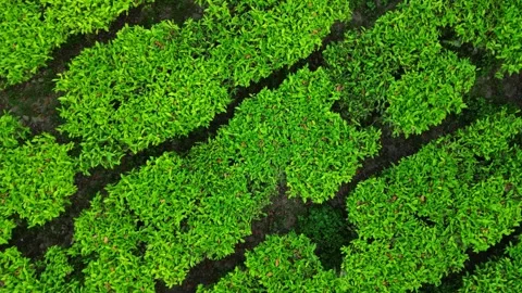 Top down aerial view of vibrant green tea garden plantation, drone footage Stock Footage 345581437