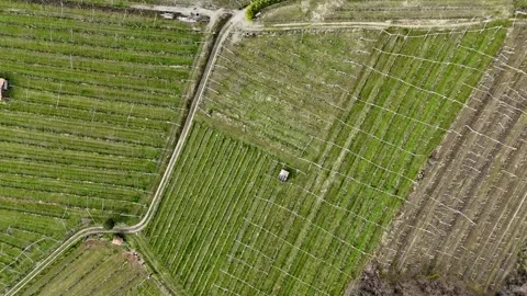 Top down aerial view of vineyard patterns in Piedmont Italy Vidéo 330457995