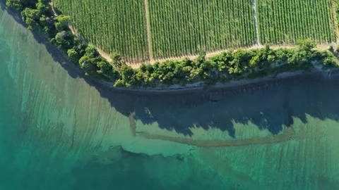 Top Down Aerial View of Vineyard by the Adriatic Sea, Slovenia Stock Footage 344238839