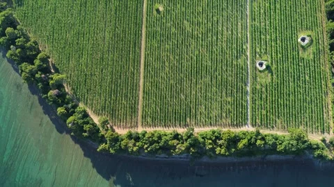 Top Down Aerial View of Vineyard and Adriatic Coast at Debeli Rtič Stock Footage 344245370