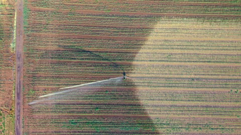 Top-Down Aerial View of Water Gun Sprinkler Irrigating Agricultural Crop Lines Stock Footage 338363339