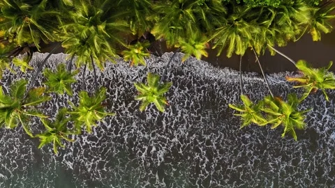 Top down aerial view of waves reaching palm trees on Uvita Beach, Costa Rica Stock Footage 328129967