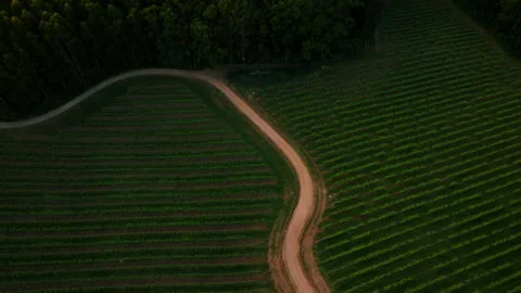 Top-down aerial view of a winding dirt path cutting through vibrant, symmetrical 库存影片 336285810