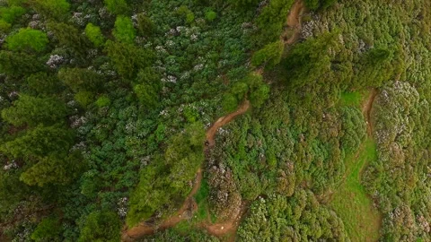 Top down aerial view of winding hiking trail through alpine shrubs and forest Stock Footage 337006710