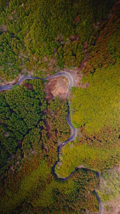 Top-down aerial view of winding road through dense green forest Видео 344355077