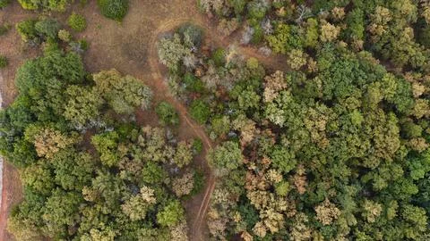 Top Down Aerial View of Winding Dirt Trail Through Forest Canopy Stock Photos