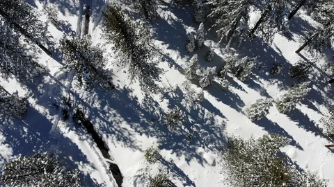 Top Down Aerial View of Winter Forest (4k) Stock Footage 87578272