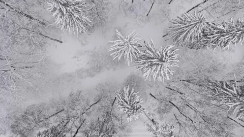 A top down aerial view of a winter forest covered in fresh snow. Frosted pine Stock-Footage 331056282