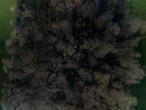 Top Down Aerial View of Winter Woodland with Bare Trees and Long Shadows Foto stock