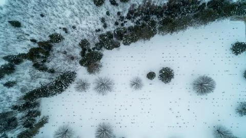Top Down Aerial View of Winter Cemetery Headstones and Snow Covered Trees Stock Photos
