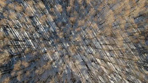 Top Down Aerial View of Winter Forest with Snow and Trees Shadows Stock Photos