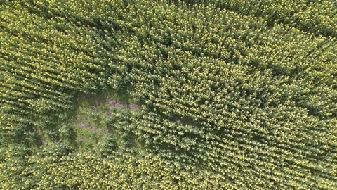 Top Down Aerial View of Yellow Rapeseed Field Texture in Bloom Stock Footage 335459110