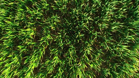 Top down aerial view of young wheat plants forming circular pattern in Stock Footage 333580297