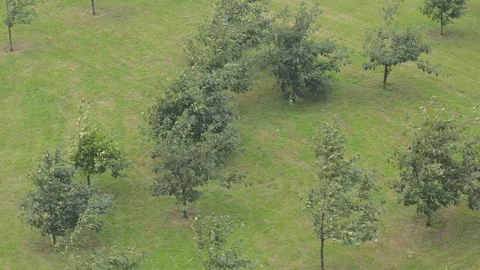 Top down aerial view of a young oak tree alley. The small trees are gently Stock Footage 344814063