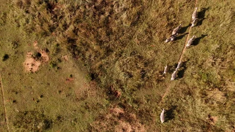 Top down aerial view of zebra herd running along well-worn game trail path 動画素材 337143368