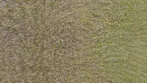 Top-down aerial view of zigzag patterns in wheat fields Stock Footage 263110351