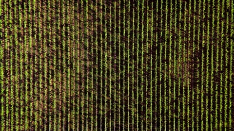 Top-down aerial of vineyard rows forming parallel lines and geometric patterns Stock Footage 319898023