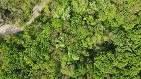 Top down aerial of wind blowing trees in Grunewald Forest Berlin Germany Video stock 243639969