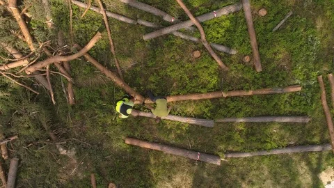 Top-down aerial of workers dragging logs by hand in forest Stock Footage