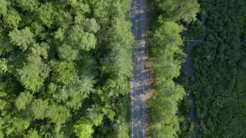 Top Down Aerial/Drone Flyover of Forest Road with Trees Stock Footage 223578045