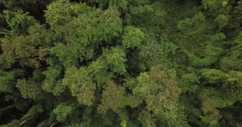 Top-Down Aerial/Drone Push-in Over Dense Atlantic Forest Tree Canopy Stock Footage 320634840