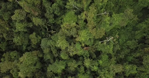 Top-Down Aerial/Drone Push-in Over Dense Atlantic Forest Tree Canopy Stock Footage 320635144