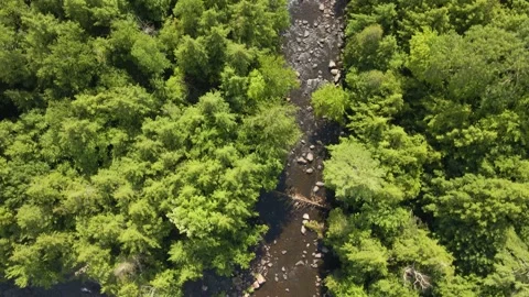 Top Down Aerial/Drone View of Creek and Forest Trees Stock Footage
