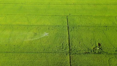 Top Down Agricultural Drone Spraying Green ST25 Rice Field Vietnam 動画素材 330339758
