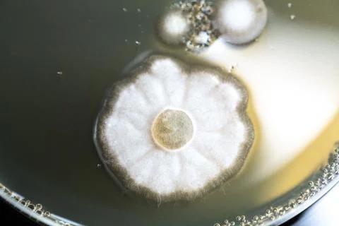 A top down and closeup view of molds colonizing a petri dish inside a scienti 스톡 사진