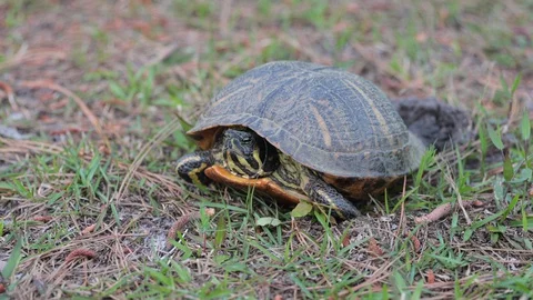 Top down angle of box turtle laying eggs Stock Footage 128975073
