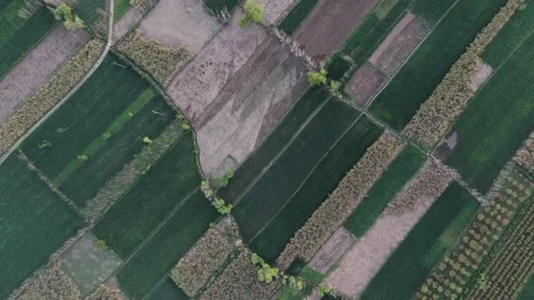 Top down arial view of farmland patterns in rural Pakistan Stock Footage 331577543