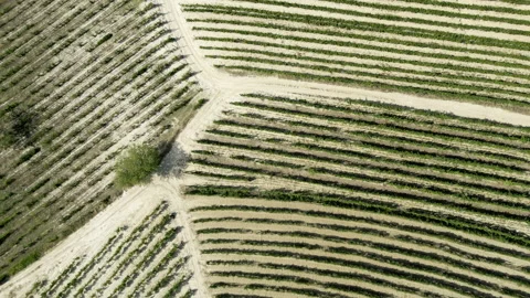 Top down arial of vineyards Stock Footage 205192465