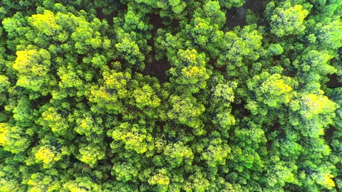 Top Down Ascending Shot of Pine Forest Stock-Footage 167568849