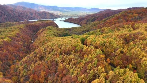 Top Down Autumn Forest Aerial Texture Fukushima Japan Video stock 329054263
