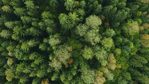 Top down autumn forest, fall woodland aerial. Flight over colorful woods Video stock 140475054