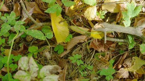 Top-down autumn forest floor with yellow leaf and twig shifting under mottled su Stock Footage 345486957