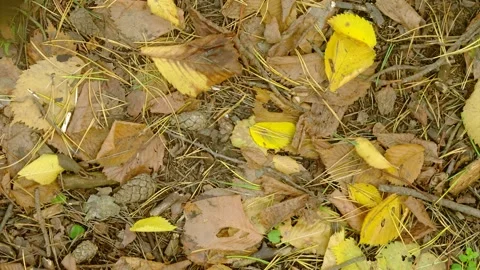 Top-down autumn forest floor with yellow leaves, pine needles, twigs, and cones  Stock Footage 345487531